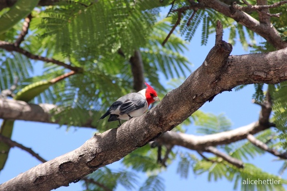 Graukardinal (Paroaria coronata)